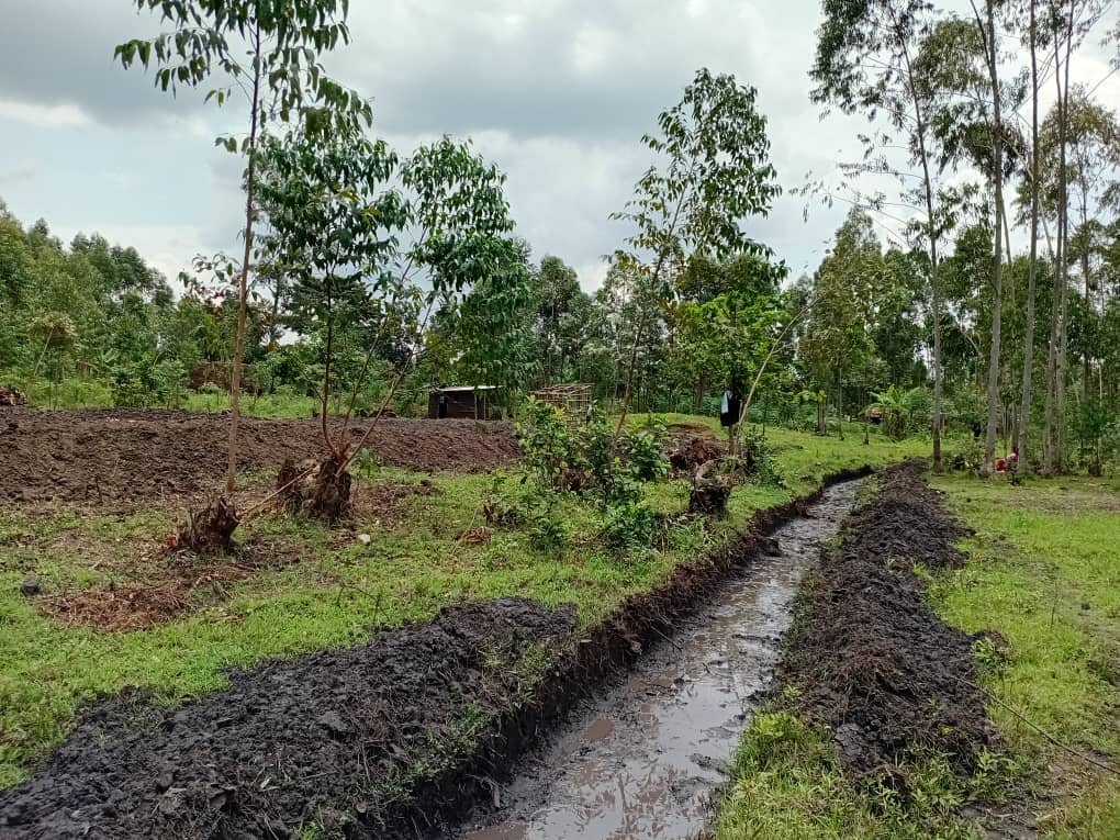 Preparing the pond banks for a protective grass cover