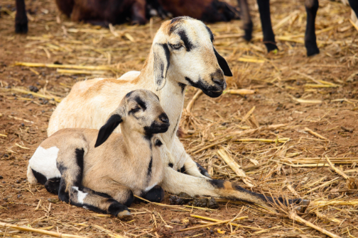 Dairy cow, goats, poultry, pig, and beehives at the farm's animal husbandry area