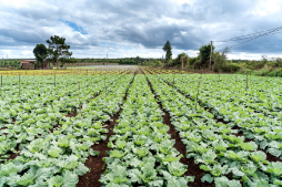 Rows of organic crops under greenhouse cover at the Model Farm