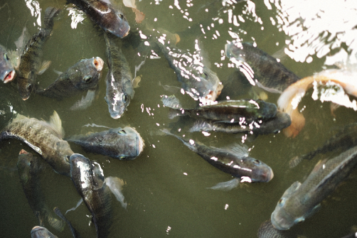 Grow-out and nursery fish ponds at the Model Farm's fishing enterprise